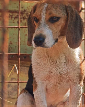 Beagle