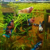 Betta femmine plakat Hmpk pesce combattente