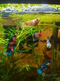 Betta femmine plakat Hmpk pesce combattente