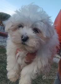Maltese cuccioli con Pedigree Enci (Palermo)