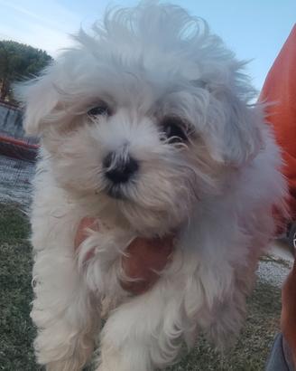 Maltese cuccioli con Pedigree Enci (Palermo)