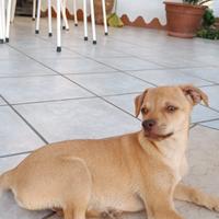 Famiglia che si prenda cura di loro