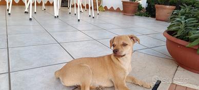 Famiglia che si prenda cura di loro