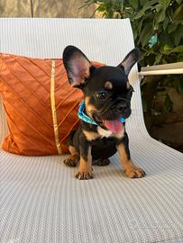 Cuccioli di Bulldog Francese