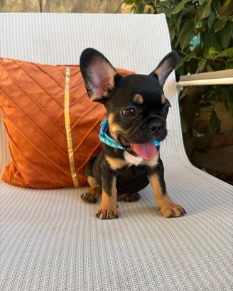 Cuccioli di Bulldog Francese