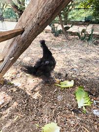 Coppia Gallina Motoseta Perugia