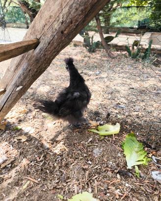 Coppia Gallina Motoseta Perugia