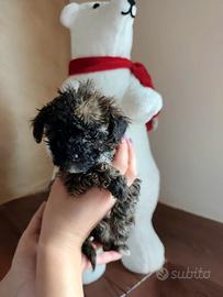 Barboncino toy (femmina)