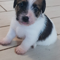 Cuccioli Jack russell terrier