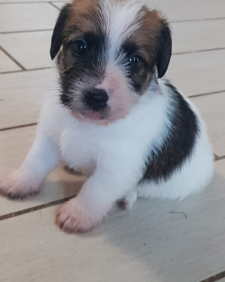 Cuccioli Jack russell terrier