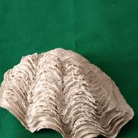 Tridacna Gigas conchiglia da collezione