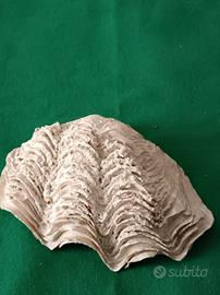 Tridacna Gigas conchiglia da collezione