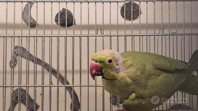 Coppia di Parrochetti dal Collare