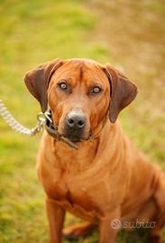Cuccioli di razza Rhodesian Ridgeback