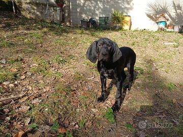 Cucciolo di bracco pointer