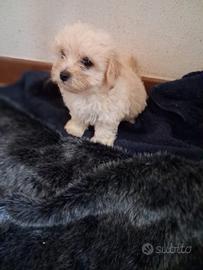 Maltipoo cuccioli