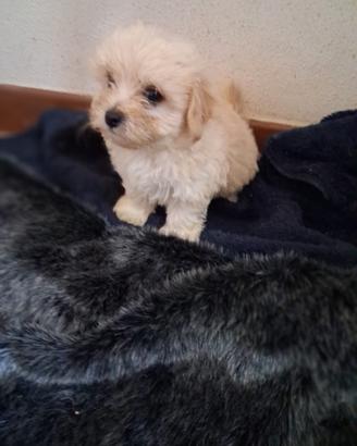 Maltipoo cuccioli