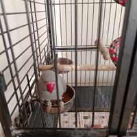 Parrocchetti dal collare