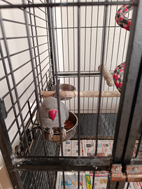 Parrocchetti dal collare