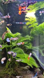 Guppy