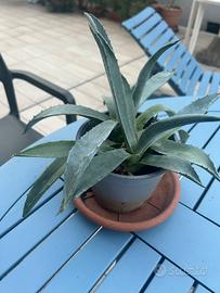 Agave