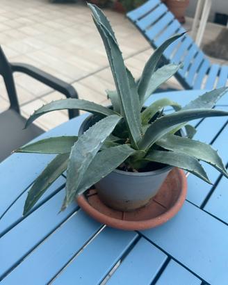 Agave