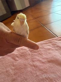 Cocorita hagaromo allevata a mano