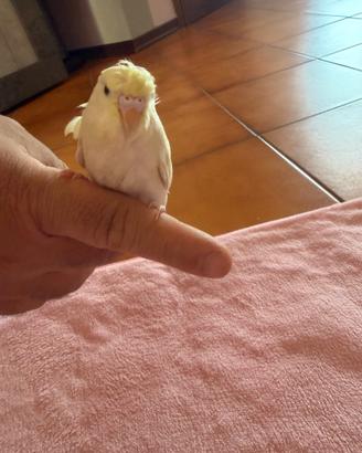 Cocorita hagaromo allevata a mano