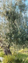 2.5 ettari Vigneto Oliveto pozzo elettrico