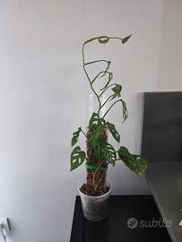 monstera adansonii