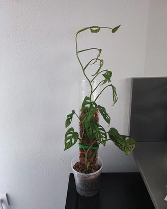 monstera adansonii