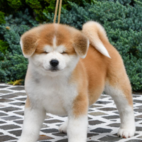 Akita inu