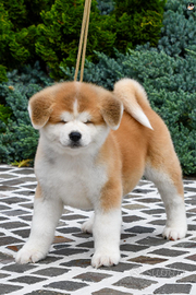 Akita inu