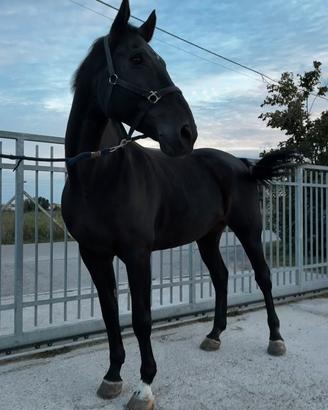 Castrone di 12 anni - salto ostacoli