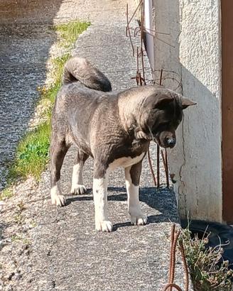 Akita Americano