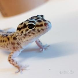 Geco leopardino