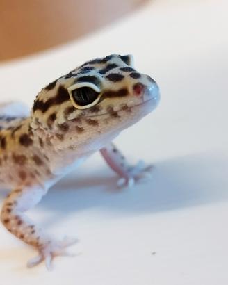 Geco leopardino
