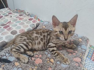 Cuccioli di gatto Bengala