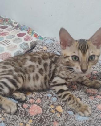 Cuccioli di gatto Bengala