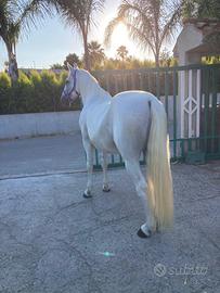 Cavallo