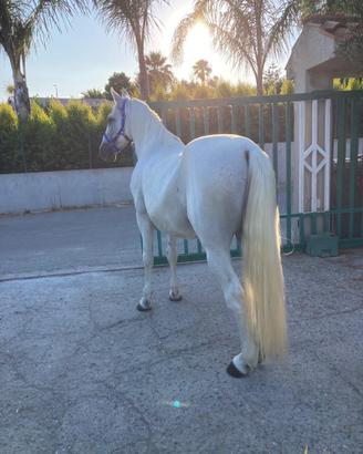 Cavallo