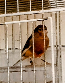 Canarini Jasper spagnoli