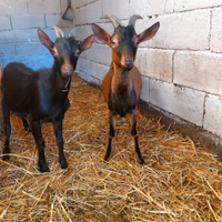 Capra maschio