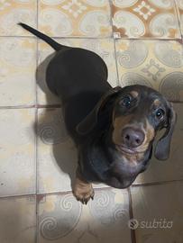 Cucciolo di bassotto nano