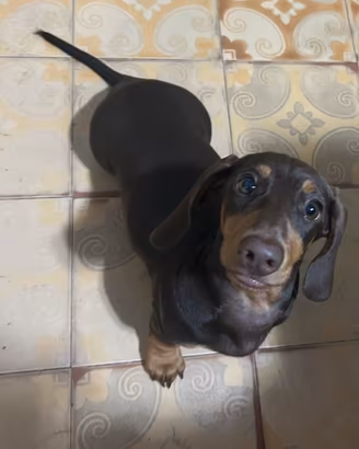 Cucciolo di bassotto nano