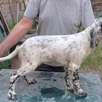 Cuccioli Setter Inglesi