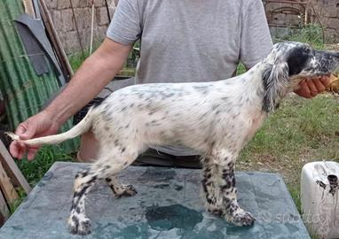 Cuccioli Setter Inglesi
