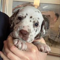 Cucciola dalmata con pedigree