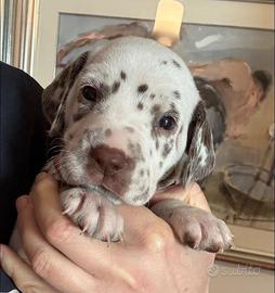 Cucciola dalmata con pedigree