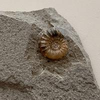 Fossile Ammonite Autentica Da Collezione